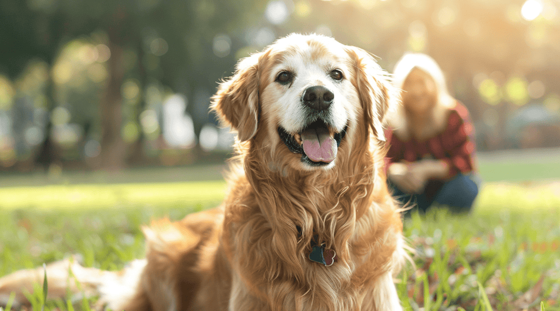 When a Pee Pad Saved Us a $600 Emergency Vet Bill - Little Mochi Co.