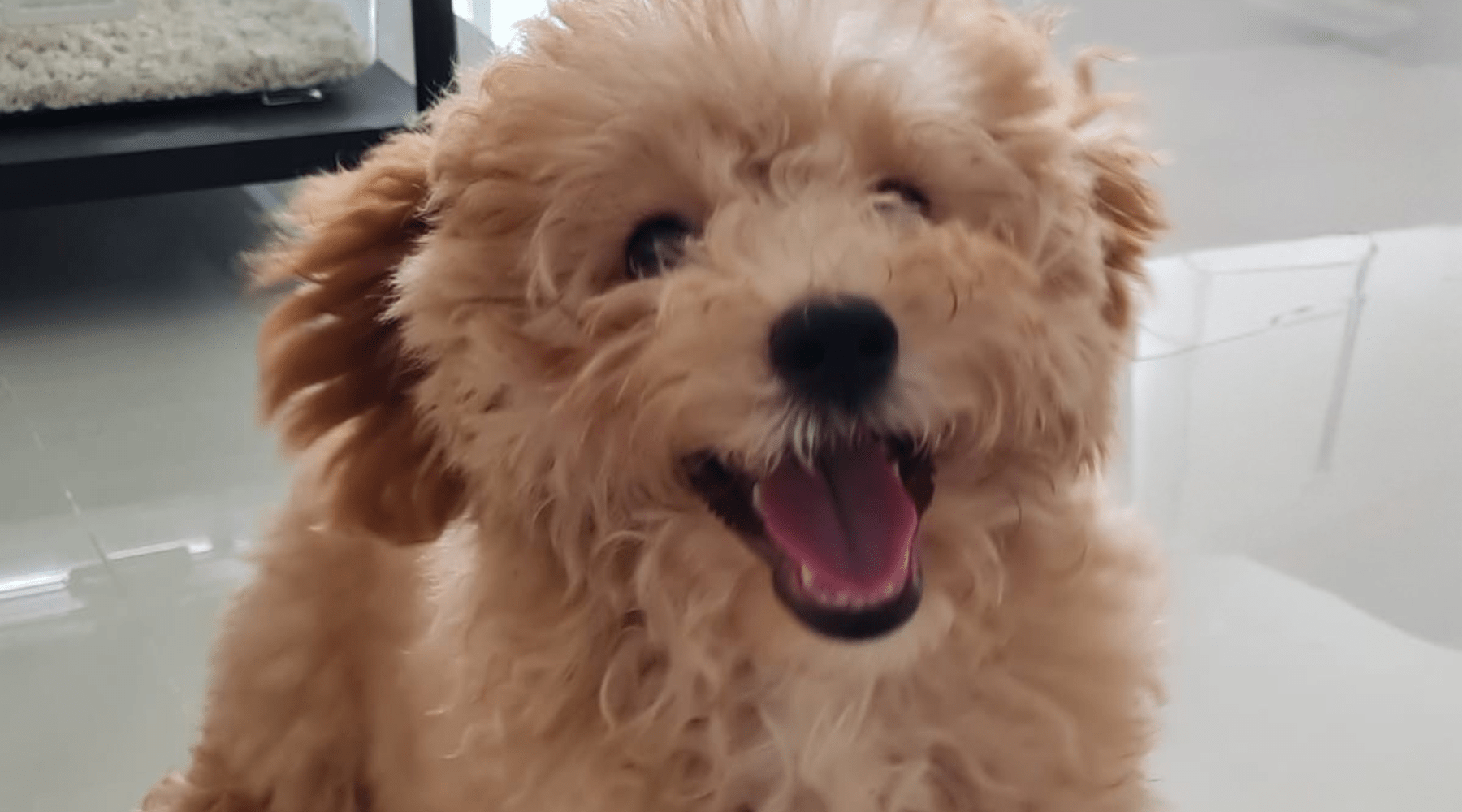 The True Story of Pee Pad Training in Singapore - Little Mochi Co.