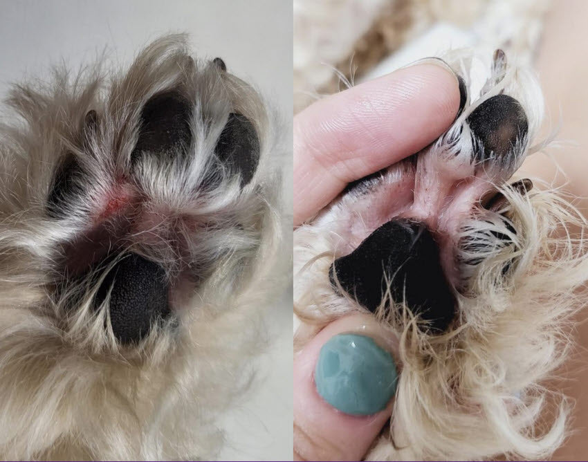 Comitor Balance+ Pet Serum 50ml | Korean Vegan Sensitive Skin Paw Repair Serum for Dogs & Cats