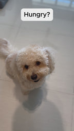 CCOMOOLY - Picky Furry Pet Bowl for Dogs & Cats