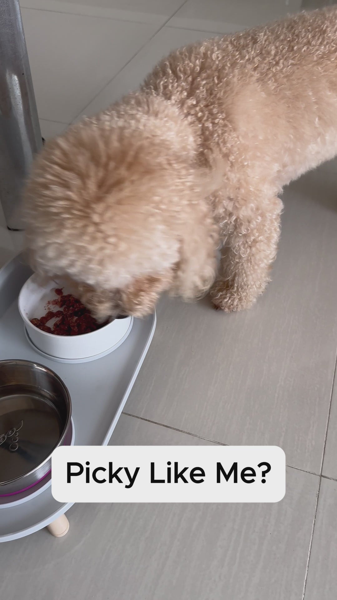 CCOMOOLY - Picky Furry Pet Bowl for Dogs & Cats